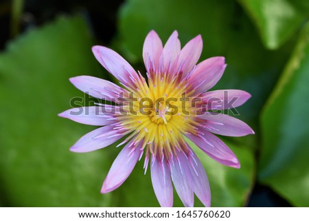beautiful purple lotus flower is blooming 