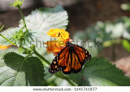 Orange, black and white "Monarch Butterfly" in Innsbruck, Austria. Its scientific name is Danaus Plexippus, native to North, Central and South America.