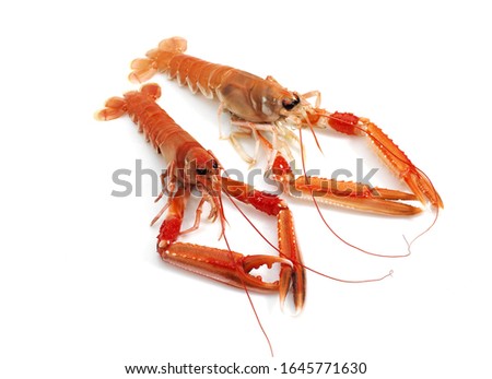 DUBLIN BAY PRAWN OR NORWAY LOBSTER OR SCAMPI ephrops norvegicus AGAINST WHITE BACKGROUND  Royalty-Free Stock Photo #1645771630