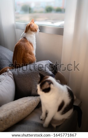 vertical photo White and brown cat looks out the window. In the foreground there is a black and white cat blurred