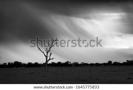 Black & White Minimalistic Landscape Picture of Tree and Approaching Storm 