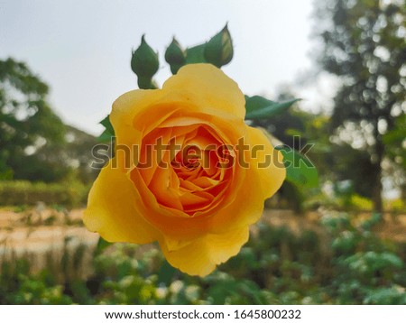 Blurred and defocused on beautiful orange rose isolated on blurred nature background.
