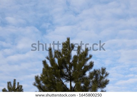 Pine tree top branches I’m on sky background Beautiful Landscape