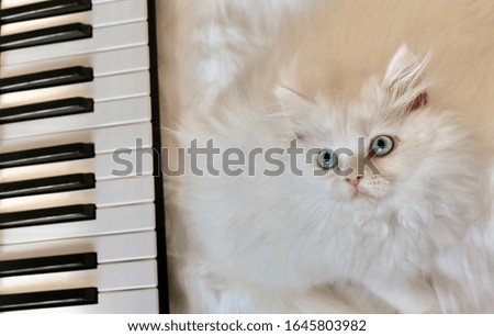 A small white cat beside a piano