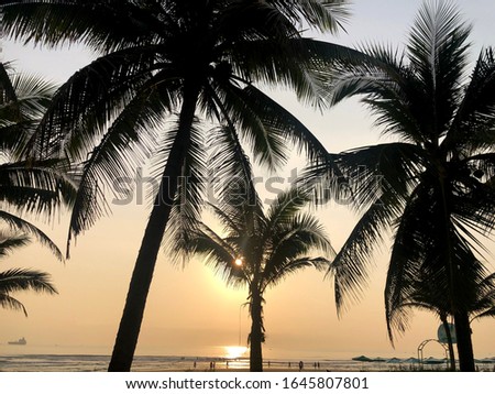 Coconut palm trees silhouette on sunset sky background