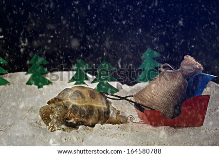 Funny picture. Christmas turtle carries gifts.