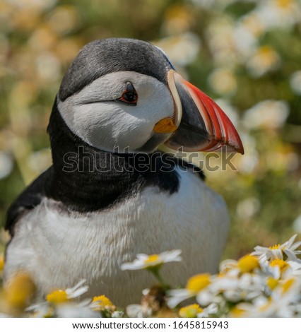 Puffin sitting in a bed of daisys