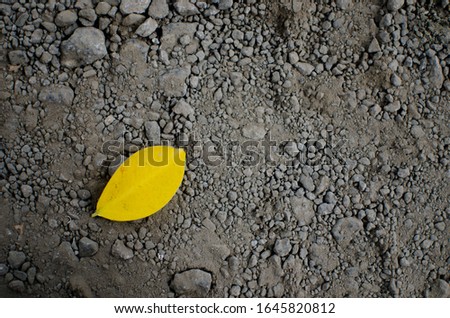 yellow leaves on gravel and sand