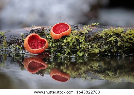 Sarcoscypha coccinea, commonly known as the scarlet elf cup, scarlet elf cap, or the scarlet cup - perfect macro details