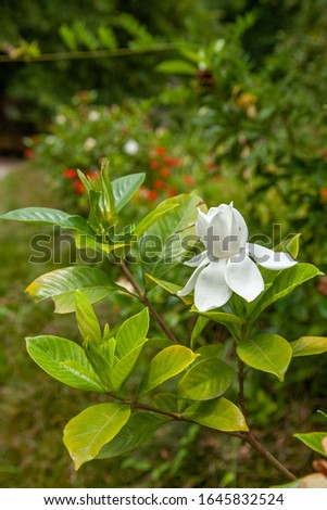 blooming Bush of beautiful white Magnolia