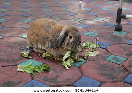 Holland lop rabbit is eating salad leaves on the concrete block floor in the country home. Chiang Mai Thailand.
