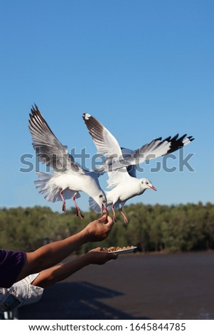 
Hand feeding seagulls with pork crackling at Bang Pu, Samut Prakan, Thailand Landmark.
Ideas for travel and leisure