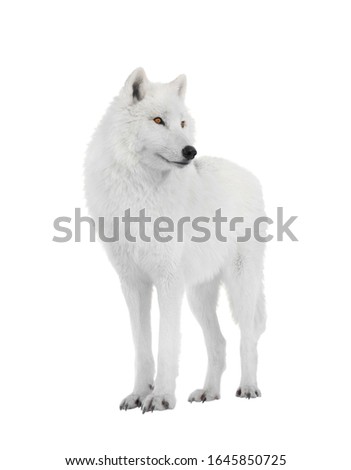 Polar wolf isolated on a white background.