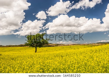 Solitary tree in Tuscan field of oilseed rape, Italy.