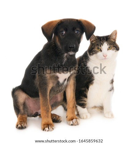 Crossbreed puppy dog sitting side by side with his cat friend. On white (1x1)