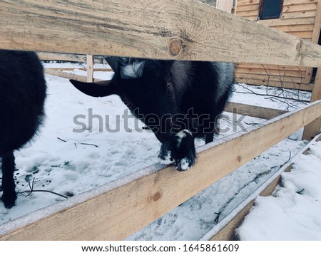 Two black goats on a farm in Russia in winter