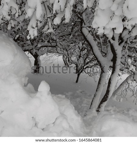 The snow under the trees