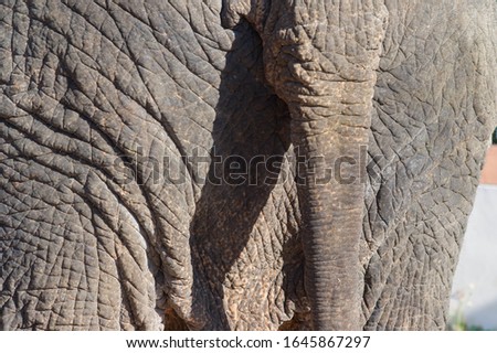 
The close up of the elephant's skin texture