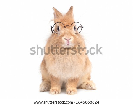 Red-brown cute  rabbit wearing glasses sitting isolated on white background. Lovely action of young rabbit. Royalty-Free Stock Photo #1645868824