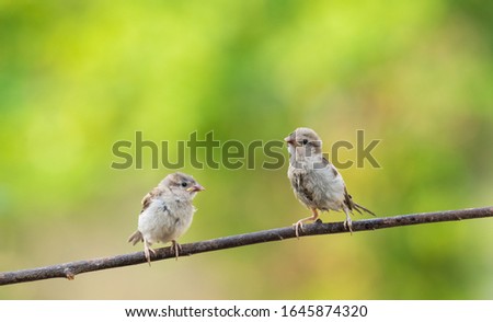 young House Sparrow perched on dry branches