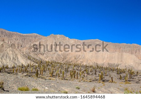 Cactus in the mountains, (Echinopsis atacamensis), Quebrada of the Toro, The  Puna, Salta, North West, Argentina.