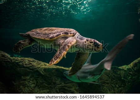 Amrina turtle in fishbowl with shark