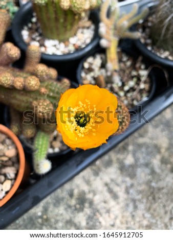 Lobivia cactus with mustard flower 