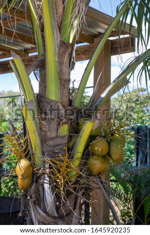 Coconut tree on a Caribbean Island