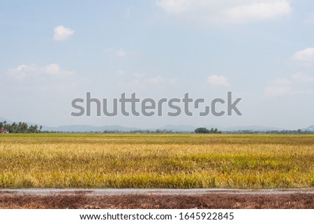 Scenery of yellowish green paddy field in Kedah, Malaysia