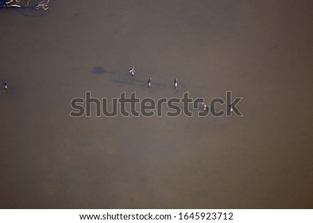 Birds in  the  Albufera Natural Park, Alcudia, Picture  from the air. Majorca, Balearic Island, Spain.