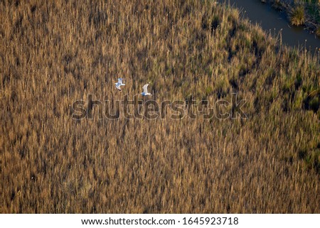 Birds in  the  Albufera Natural Park, Alcudia, Picture  from the air. Majorca, Balearic Island, Spain.