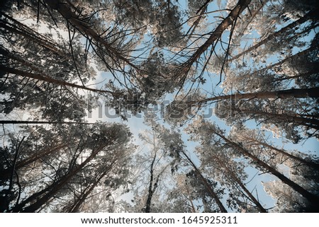 beautiful winter forest in the afternoon under a blue sky