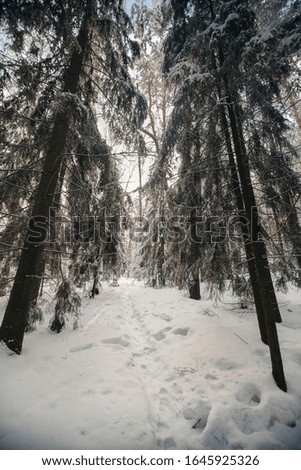 beautiful winter forest in the afternoon under a blue sky