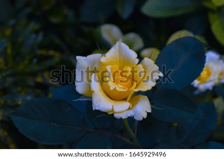 blossom yellow rose in garden