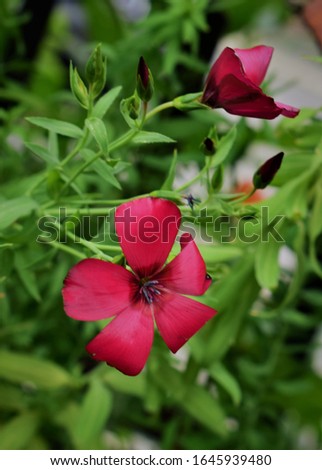A small red flower in the garden