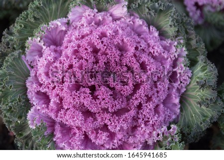 Decorative cabbage with dew drops or rain. Close-up, bright colors. Structure.