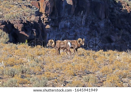 Two rams of Rocky Mountain bighorn sheep (Ovis canadensis) on the plateau above the Rio Grande river near Taos, New Mexico in autumn