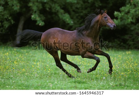 English Thoroughbred Horse, Adult Galloping through Meadow  Royalty-Free Stock Photo #1645946317
