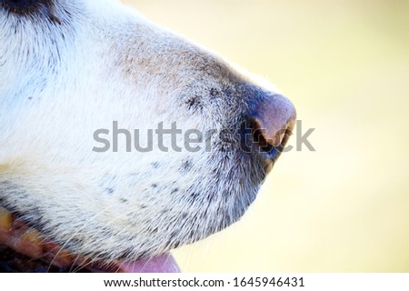 close up of dogs nose. Muzzle of golden retriever.