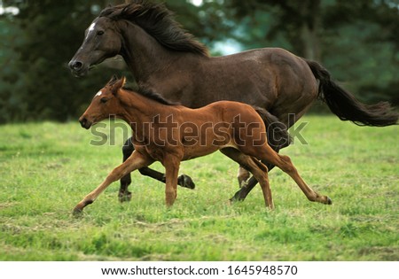 English Thoroughbred Horse, Mare with Foal Galloping through Meadow  Royalty-Free Stock Photo #1645948570