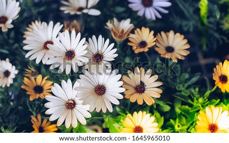 Lovely white flowers are called Daisi, They are bright flowers.  Vintage background flower image.