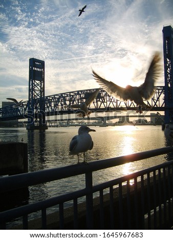 Jacksonville Florida, USA, blue bridge 