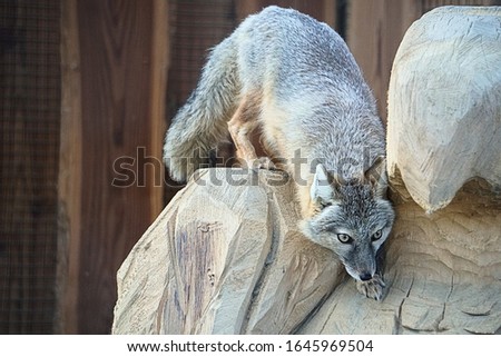 Close-up of an urban desert fox lying in wait                      