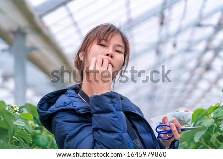 Woman is picking up strawberry and eating strawberry buffet in Sendai hydroponic strawberry farm