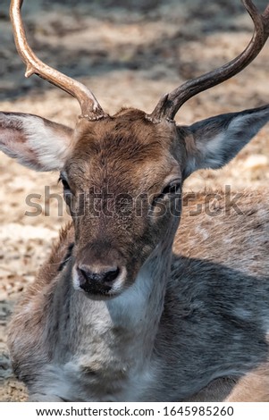 Head of a large tropical deer