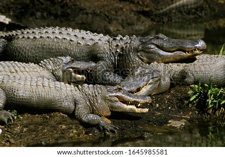 Australian Saltwater Crocodile or Estuarine Crocodile, crocodylus porosus, Adults, Australia   Royalty-Free Stock Photo #1645985581