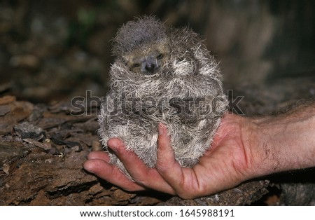Maned Three Toed Sloth, bradypus torquatus, Man with a Baby in his Hand, Pantanal in Brazil   Royalty-Free Stock Photo #1645988191