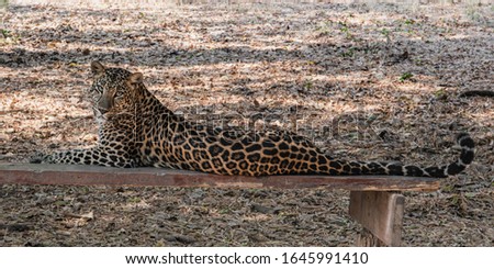 A large leopard rests in the shade