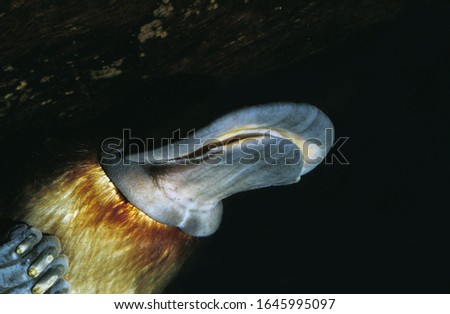 Platypus, ornithorhynchus anatinus, Adult in Water, Australia  