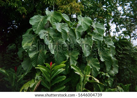 Kahoolawe Hawaii Plants native nature